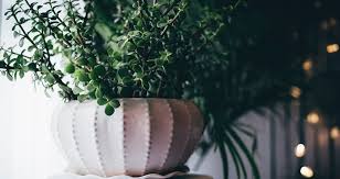 Monstera plant poisonous to dogs. Which Household Plants Are Poisonous To Pets Pet Circle