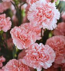 Pin On Carnations