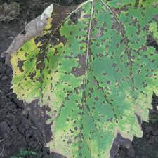 Nimic nu se întâmplă fără soare. Boli Floarea Soarelui Glissando