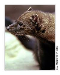 Fisher Wildlife New Hampshire Fish And Game Department Cat Reference Fisher Cat Wildlife