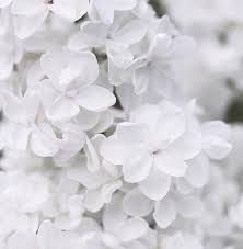 Aesthetics Flower Aesthetic White Aesthetic Black And White Aesthetic White aesthetic aesthetic photo aesthetic pictures quotes about photography tumblr photography photography flowers story instagram instagram feed nature quotes.