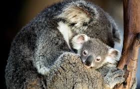 Image result for koalas