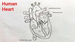 On the other side, extend a long curved line, ending at a small oval. How To Draw Human Heart Step By Step Human Heart Diagram Easily Human Heart Drawing Easy Method Youtube