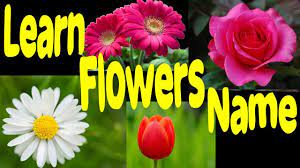 Learn Flowers Name And Image For Nursery Learn English Flower Names Diff Plant Nursery Ginger Plant Flower Plant Images