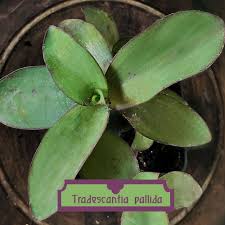 Image result for Tradescantia pallida