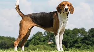 Image result for Harrier dog