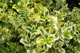 Looking to add color to a shady spot in the yard or under a covered patio or porch? Shade In The Garden Have No Fear Dozens Of Plants Can Thrive There