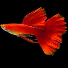 Hasil gambar untuk jenis ikan guppy dan harganya