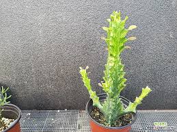 Image result for Euphorbia persistentifolia