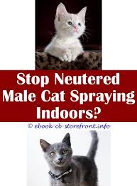 12 Striking Cat Spraying Remover Hydrogen Peroxide