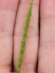 Image result for Sacciolepis rigens