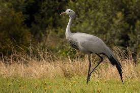 Blue crane 