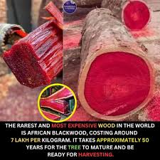 Image result for Dalbergia melanoxylon