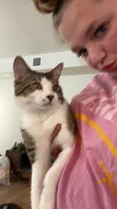 Adopting a foster cat in Orlando, Florida