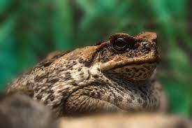 How To Get Rid Of Cane Toads Toads N Frogs