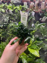 Anubias nana Kirin | Aqua Atlantis | Aquascaping