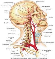 Pin On Anatomy