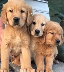 Mother is 4 years old and ou. Beautiful Golden Retriever Puppies Flakeads