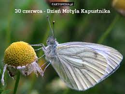30 czerwca — kartka z kalendarza. 30 Czerwca Dzien Motyla Kapustnika