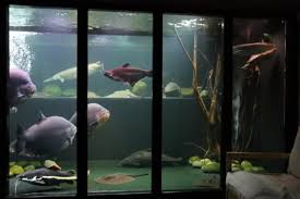 Aquariums all motors for sale property jobs services community pets. Amazing Aquariums Only Millionaires Can Afford Loveproperty Com