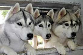 Pin By Hannah Denniss On Huskies Siberian Husky Husky