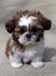 Shih Tzus Are True Companion Dogs Bred For Centuries To Be Man S Best Friend It Is No Wonder That Shih Tzu Pupp Shitzu Puppies Cute Baby Animals Cute Puppies