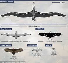 condor with 24 foot wingspan soared across the skies 28m