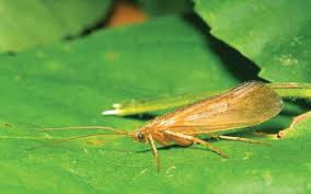 Image result for Lijndenia sp. cf barteri