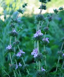 Image result for Satureja