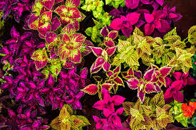Image result for Coleus sylvestris