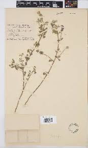 Image result for Indigofera subargentea