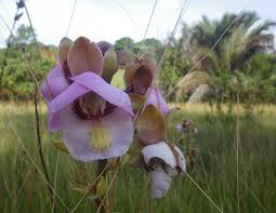 Image result for Platycoryne buchananiana