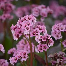 Bergenia are incredibly hardy, and reliably evergreen throughout nearly the entire continent. Bergenia Cordifolia Bodendecker Stauden Qfb Gardening