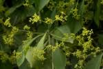 Image result for Hippocratea indica