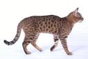 California Spangled Cat | Cats Wiki | Fandom