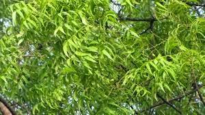 Researchers noted, however, that neem is not as effective as deet in repelling mosquitos.18﻿ does neem oil kill lice? Uses Of Neem Tree Syskool