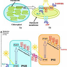 The organelle, or mini organ, in plant cells and a few other eukaryotic cells that carries out photosynthesis, or the conversion of sunlight into food. Pdf A Mems Photosynthetic Electrochemical Cell Powered By Subcellular Plant Photosystems