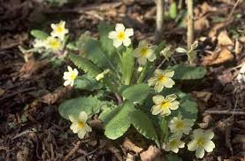 Рекомендуем в категориях lloyd's key west biking tours have been featured in many prestigious newspapers and magazines, so you can be sure of a fantastic day out with lloyd. See The Rhs Top 10 British Native Wildflowers For The Garden Rhs Gardening