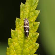 Image result for Multidentia exserta