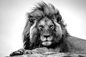 Black And White Lion Tattoo Kopjes Kingdom On Behance In 2020 Lion Photography Lions Photos Lion Pictures