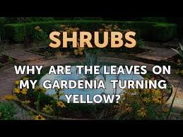 Steve jeffers, ©2009 clemson extension. Why Are The Leaves On My Gardenia Turning Yellow Youtube