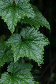 Image result for Peponium