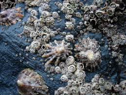 Barnacle Barnacles Sea Animals Animal Photography