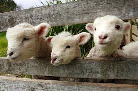 Jordan Hostelrocket Jordan Hostel Animals Beautiful Baby Animals Cute Animals