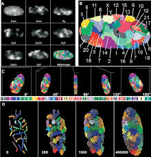 An animal cell is defined as the basic structural and functional unit of life in organisms of the kingdom animalia. 24 Color 3d Fish Representation And Classification Of Chromosomes In A Download Scientific Diagram