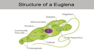 an overview of the euglena classification thatll interest you