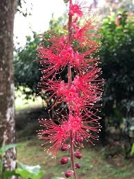 Image result for Barringtonia