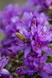 Dwarf Purple Rhododendron Rhododendron Impeditum H 2 Flowering Shrubs Dwarf Evergreen Shrubs Rhododendron