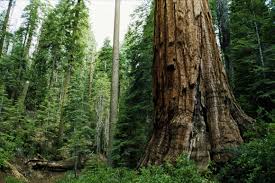 ‫غابة‬‎ ile ilgili görsel sonucu