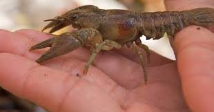 Image result for Ochna macrocalyx